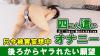 さつき
